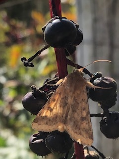 Helicoverpa zea (Corn Earworm Moth), California species