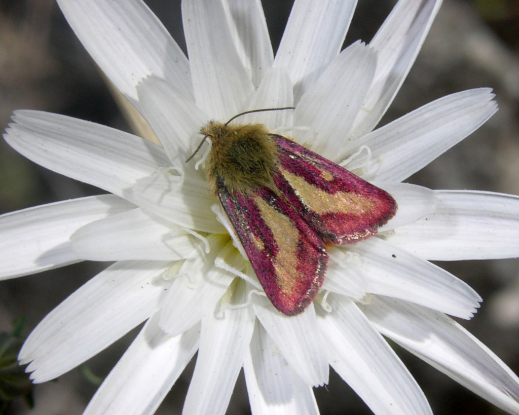 Heliolonche carolus, California species