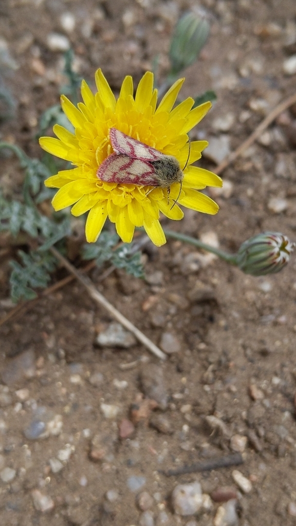 Heliolonche pictipennis, California species