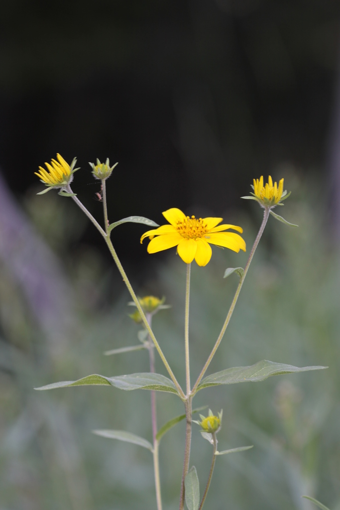 Heliomeris multiflora var. nevadensis (Nevada goldeneye), native California herb