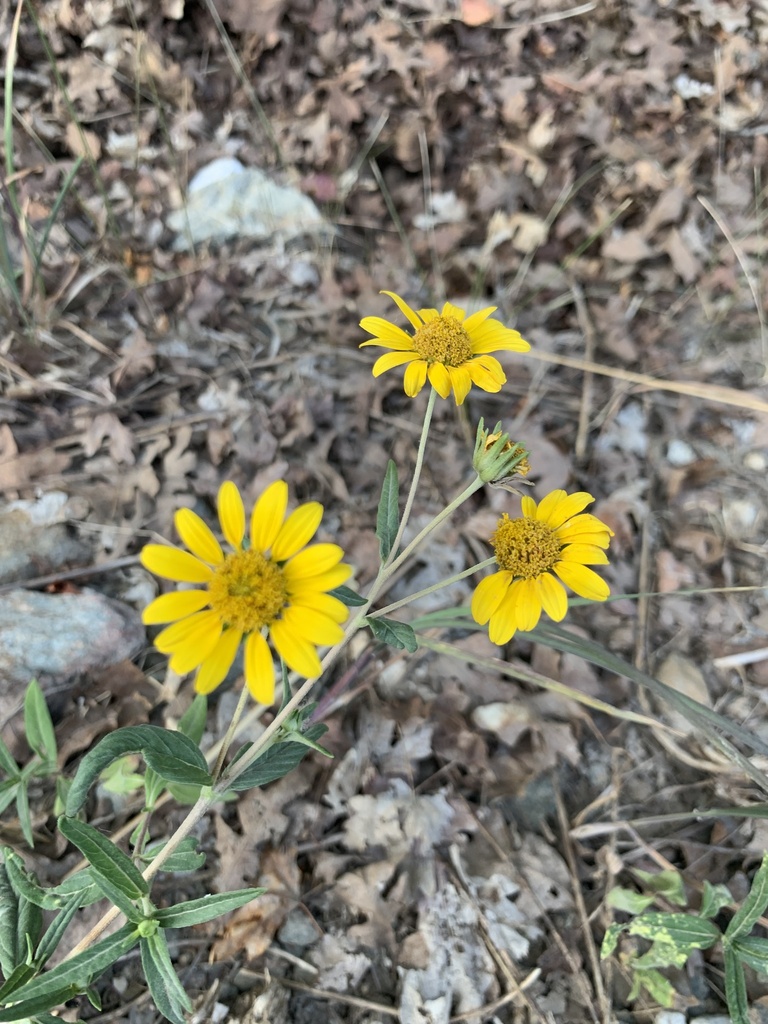 Heliomeris sp. (Golden-eye), native California perennial