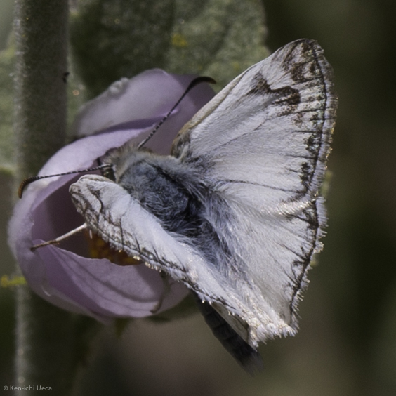 Heliopetes ericetorum (Northern White-Skipper), California species