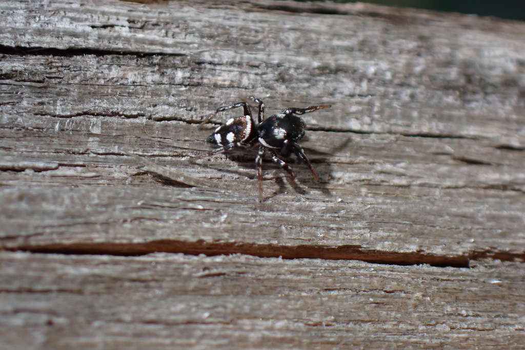 Heliophanus apiatus, California species