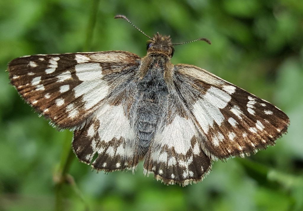 Heliopyrgus domicella (Erichson's White-Skipper), California species