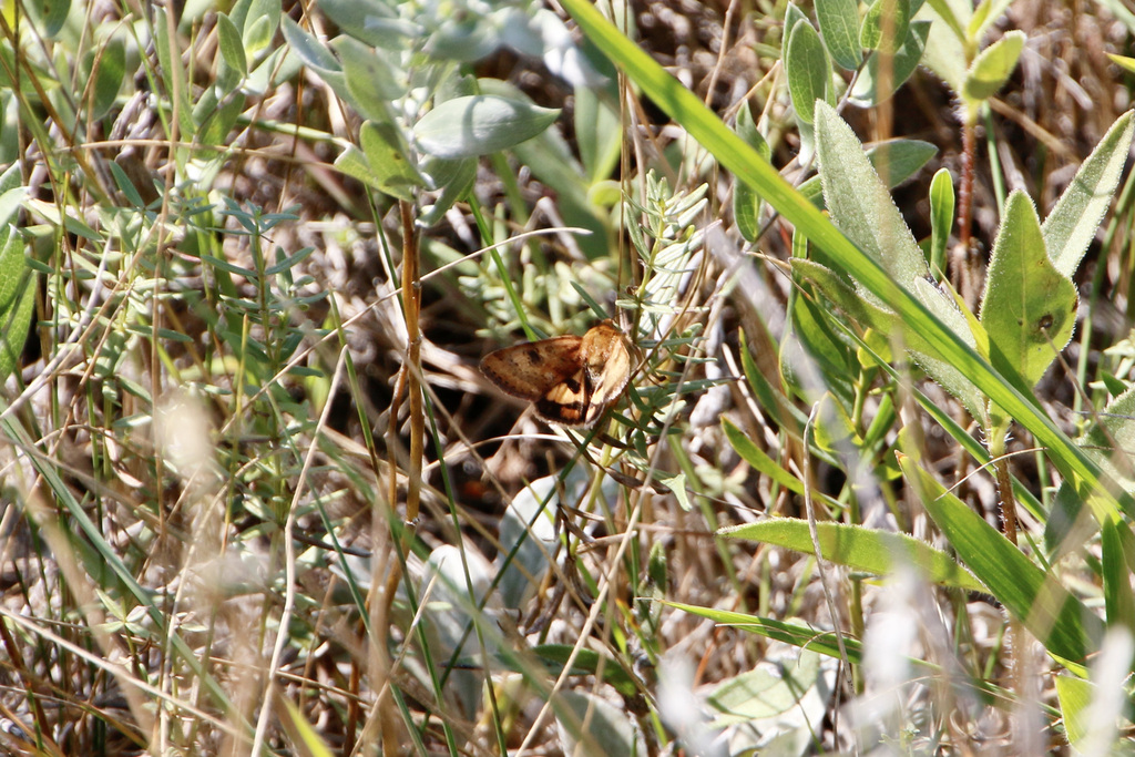Heliothis acesias (Acesias Moth), California species