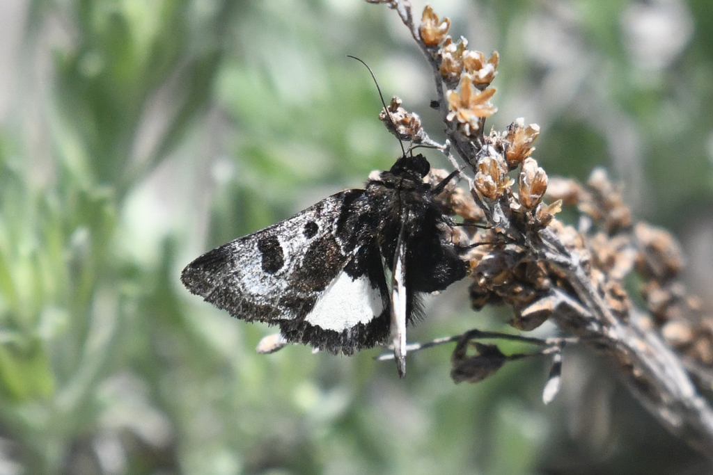 Heliothis belladonna (Beautiful Heliothis), California species