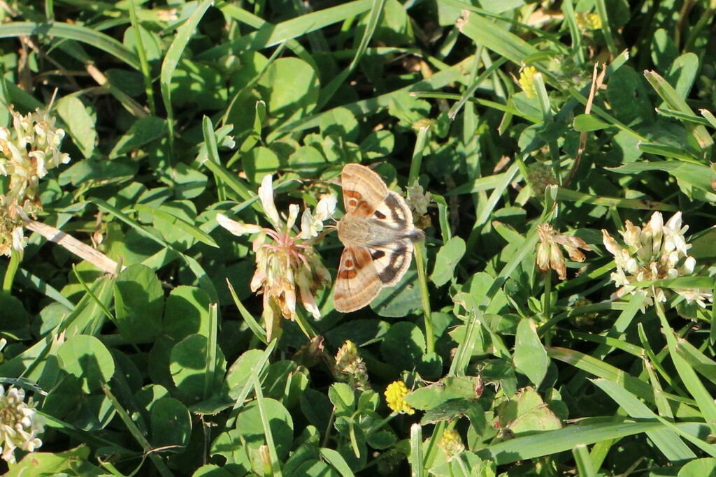 Heliothis oregonica, California species