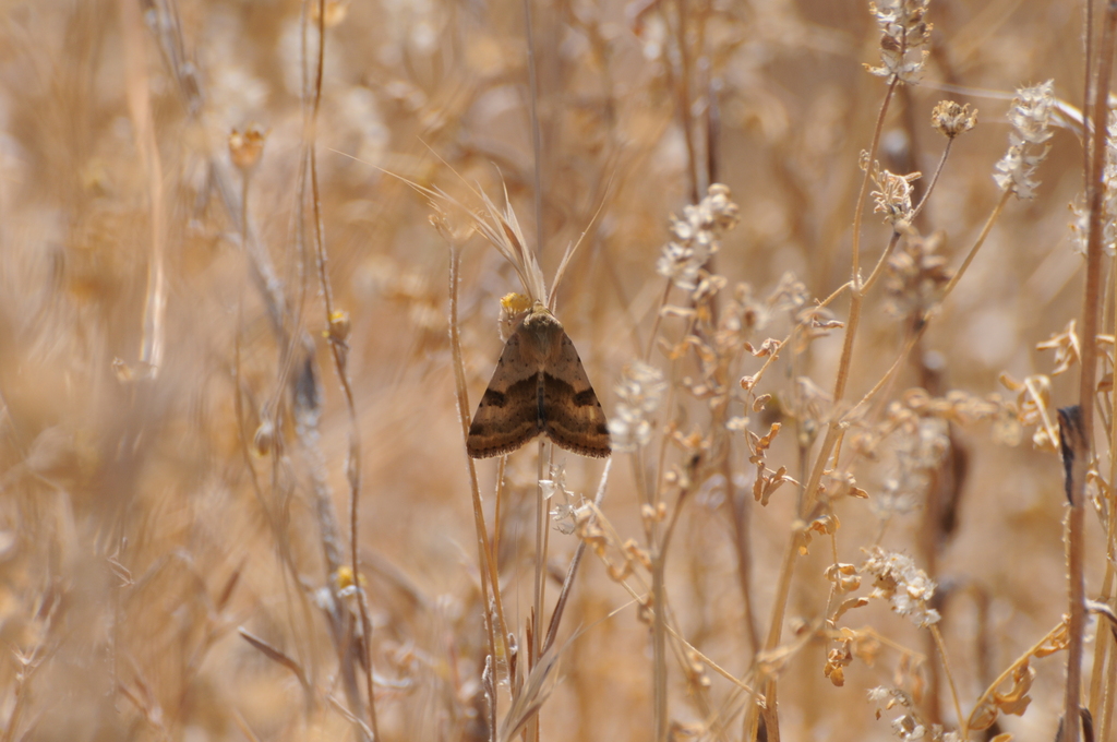 Heliothis phloxiphaga, California species