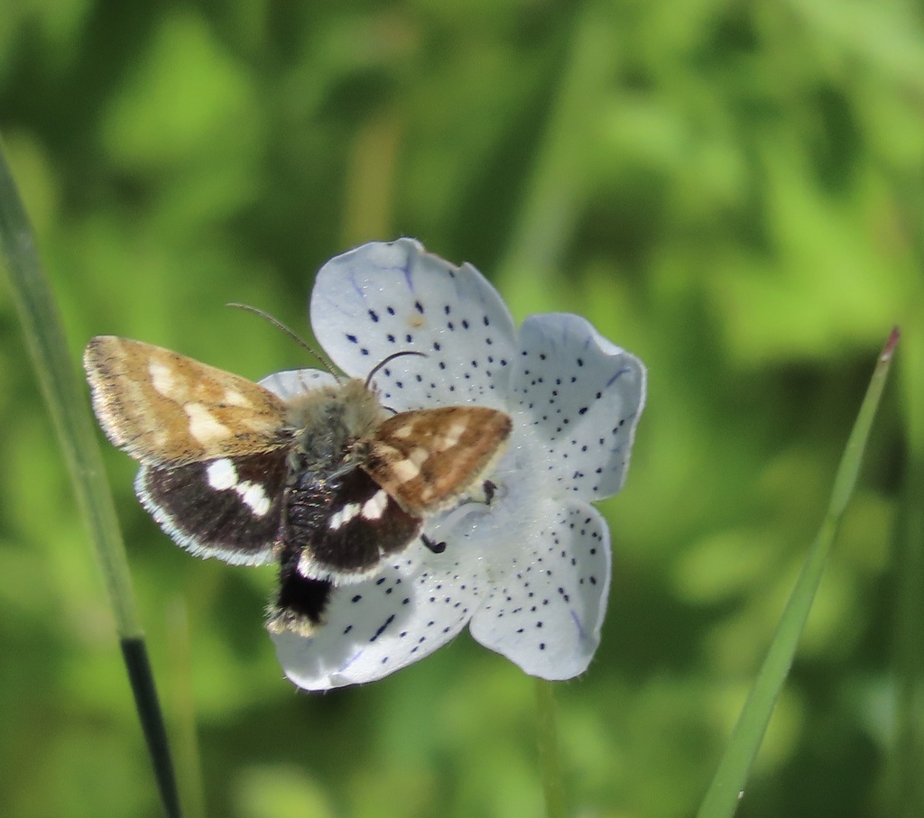 Heliothodes diminutivus, California species