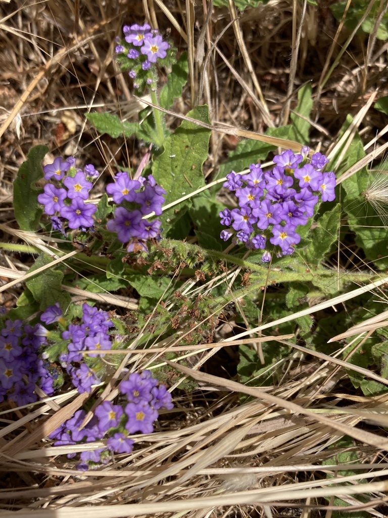 Heliotropium amplexicaule (Fragrant heliotrope), non-native California herb