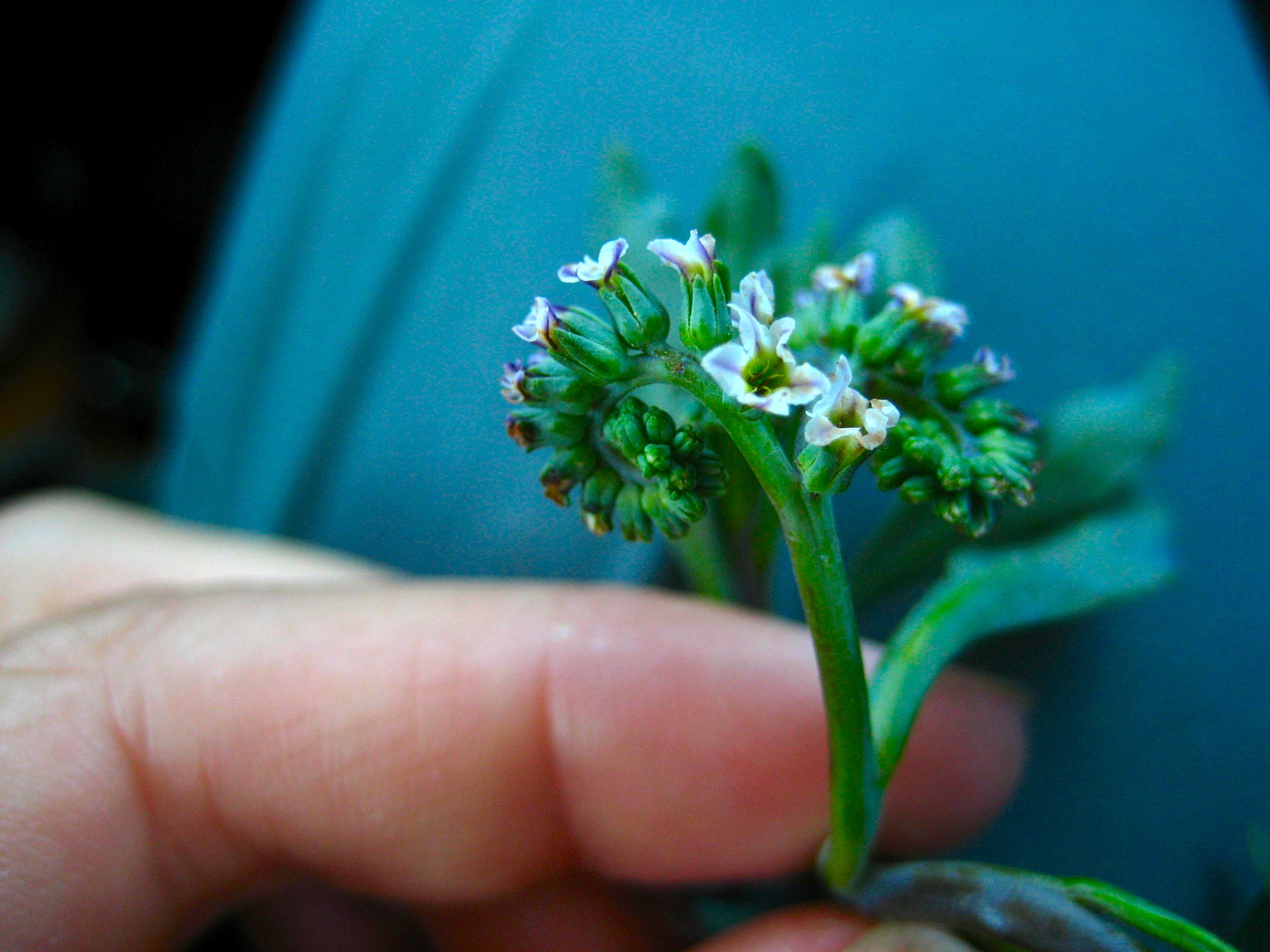 Heliotropium curassavicum var. oculatum (Seaside heliotrope), native California subshrub