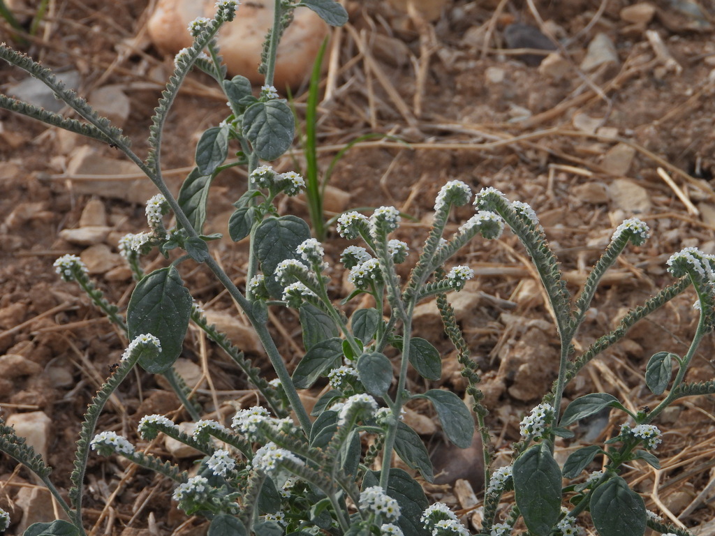 Heliotropium europaeum (European heliotrope), non-native California herb