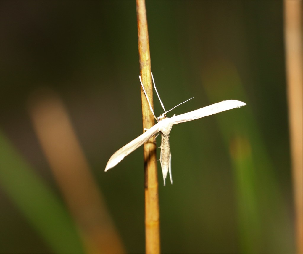 Hellinsia lacteodactylus, California species