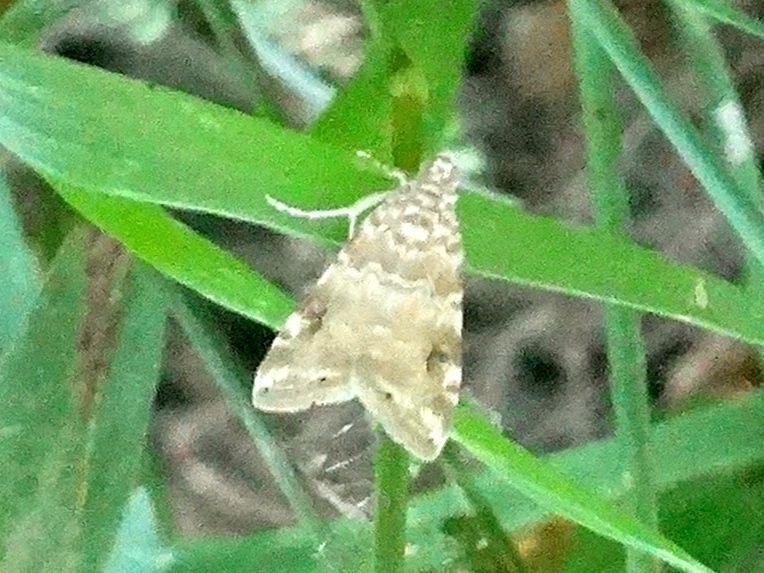 Hellula phidilealis (Cabbage Budworm Moth), California species