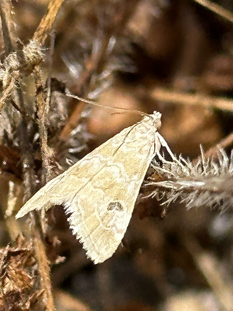 Hellula rogatalis, California species