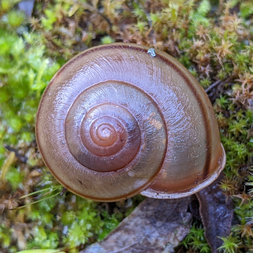 Helminthoglypta greggi (Mohave Shoulderband), California species
