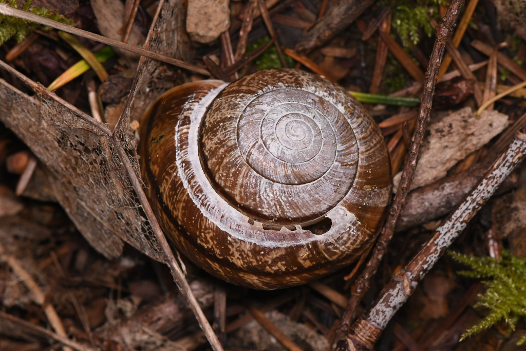 Helminthoglypta arrosa pomoensis (Pomo Bronze Shoulderband), California species