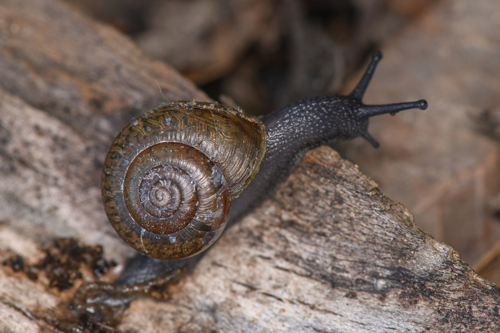 Helminthoglypta coelata (Mesa Shoulderband), California species