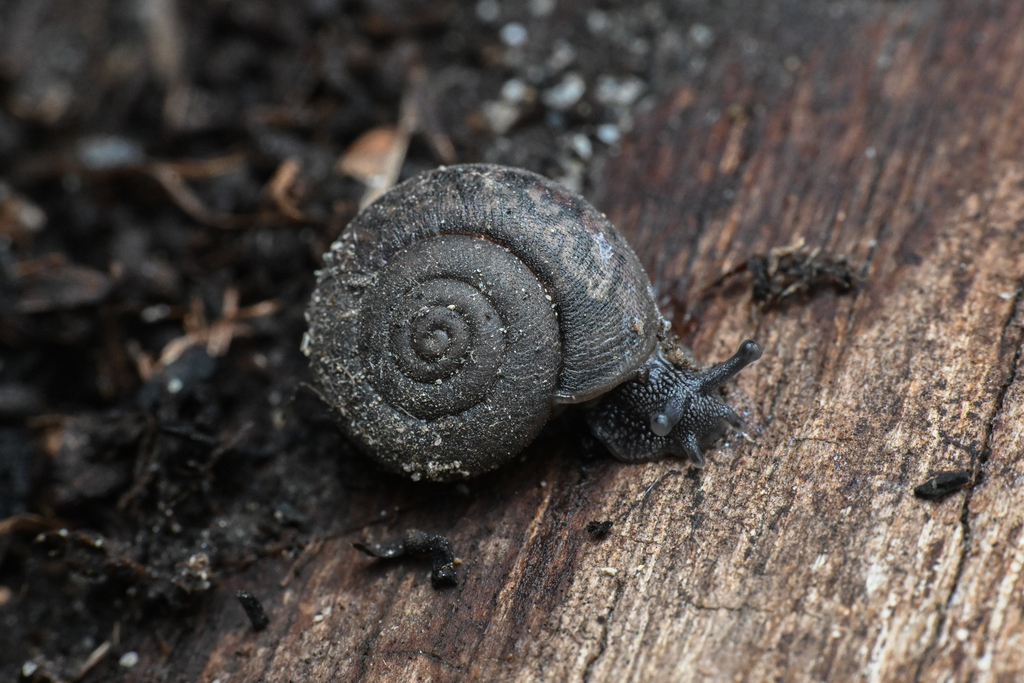 Helminthoglypta fontiphila (Soledad Shoulderband), California species