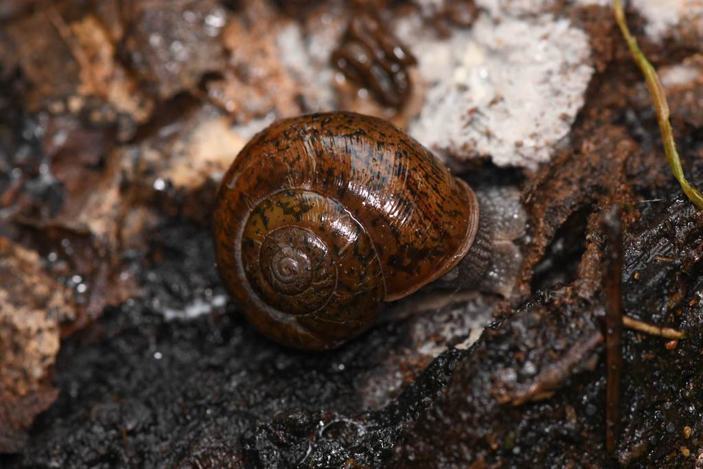 Helminthoglypta hertleini (Oregon Shoulderband), California species