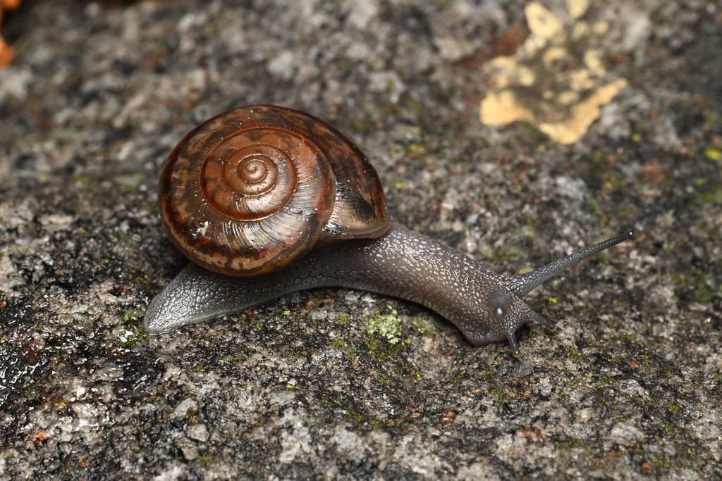 Helminthoglypta milleri (Peak Shoulderband), California species