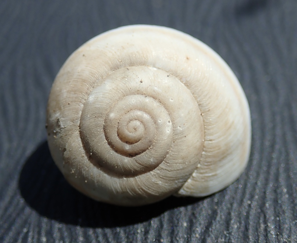 Helminthoglypta mohaveana (Victorville Shoulderband), California species