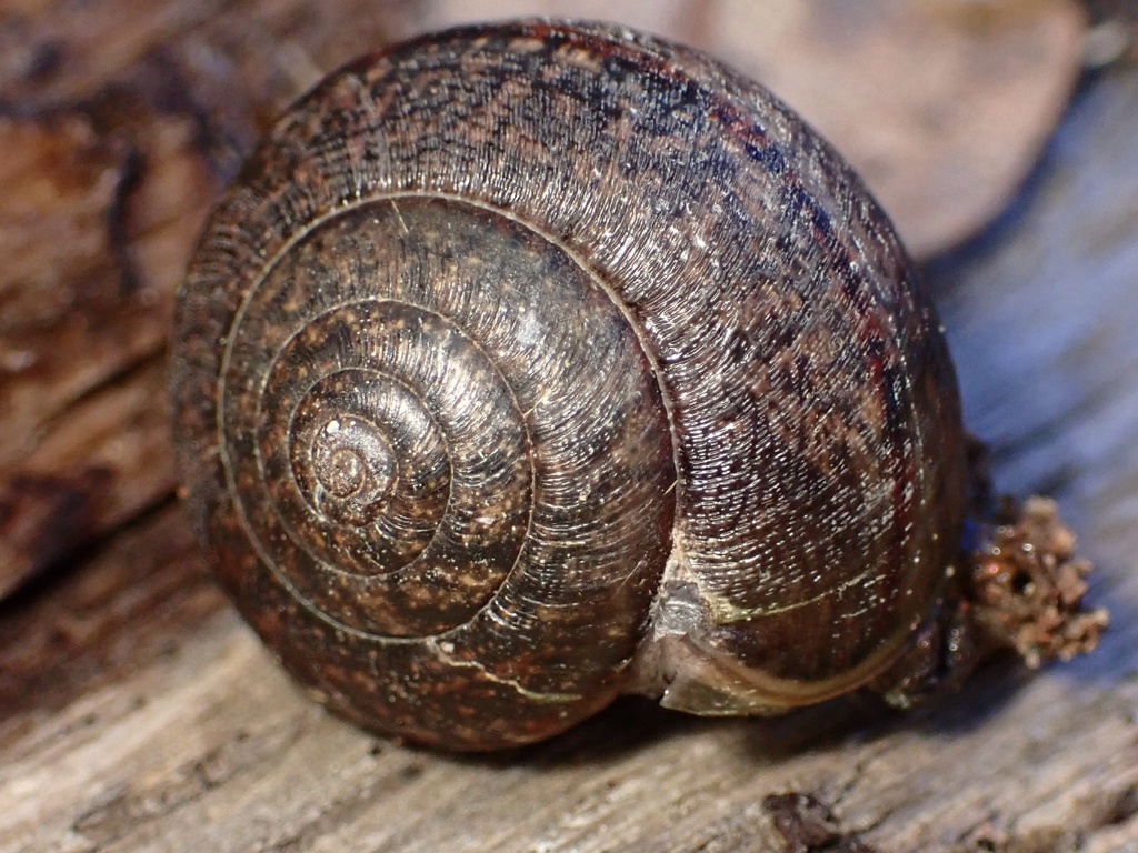 Helminthoglypta nickliniana (Nicklin's Shoulderband Snail), California species