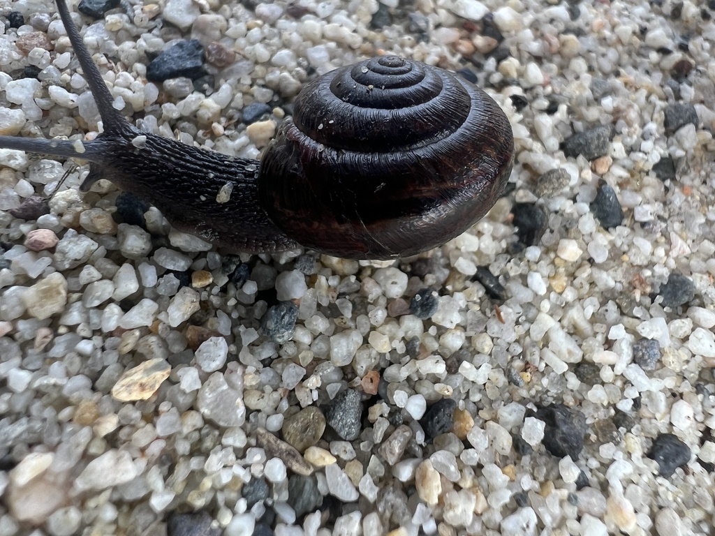 Helminthoglypta sequoicola consors (Redwood Shoulderband), California species
