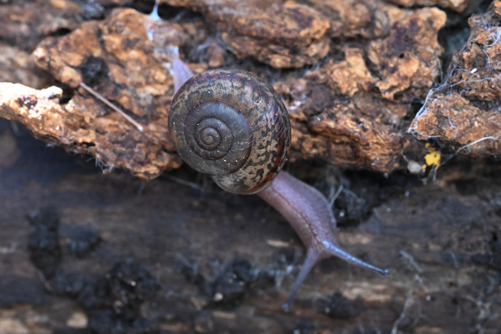 Helminthoglypta taylori (Westfork Shoulderband), California species