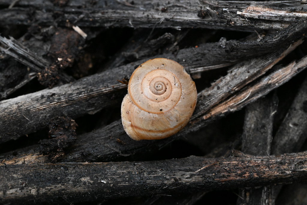 Helminthoglypta vasquezi (Vasquez Shoulderband), California species