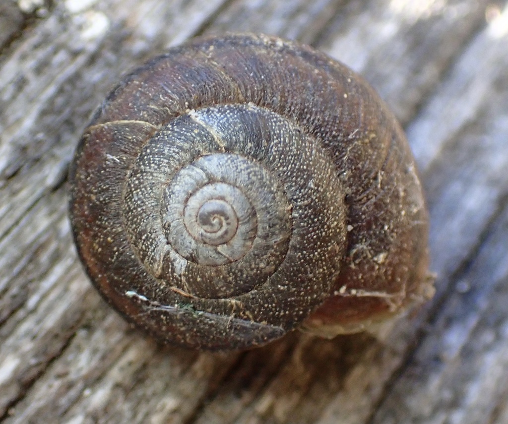 Helminthoglypta walkeriana (Morro shoulderband), California species