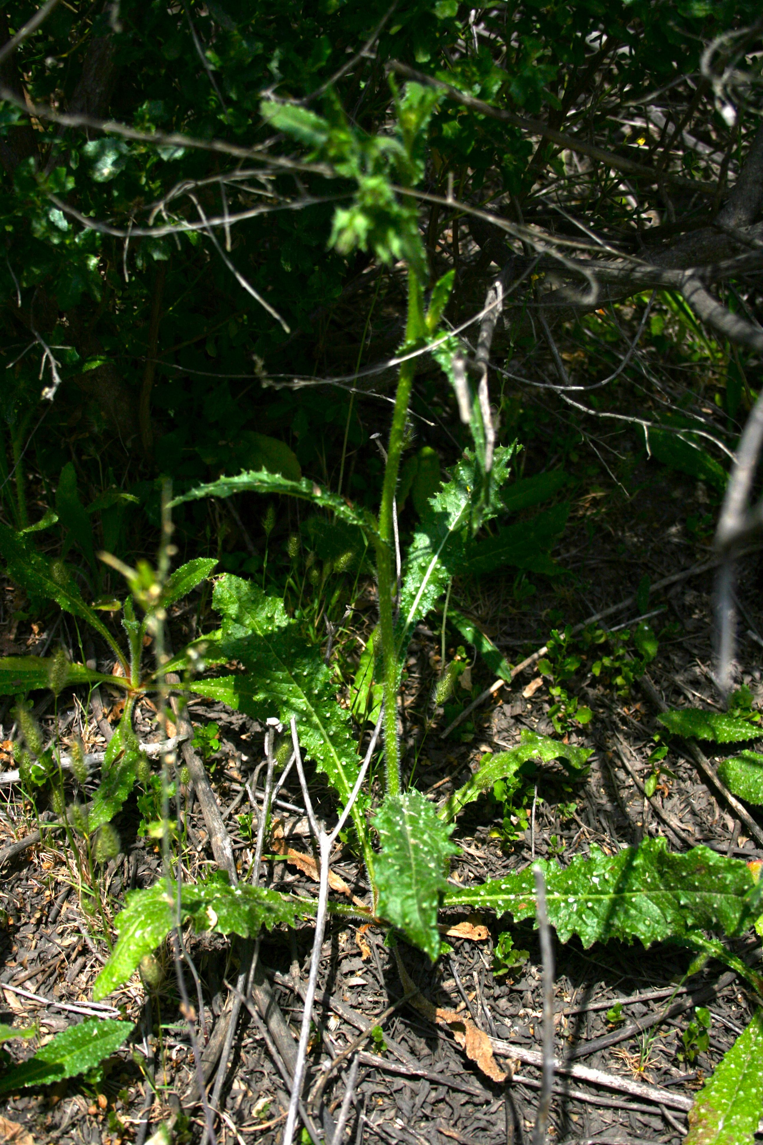 Helminthotheca echioides (Bristly ox-tongue), non-native California herb
