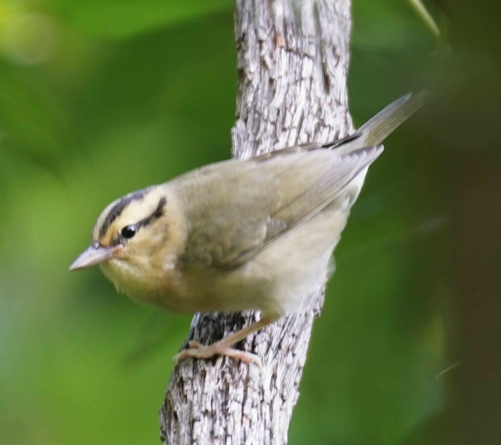 Helmitheros vermivorum (Worm-eating Warbler), California species