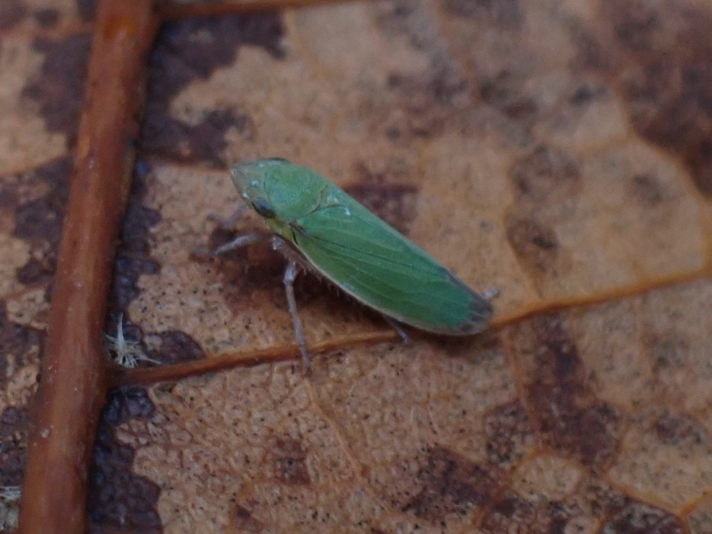 Helochara delta, California species