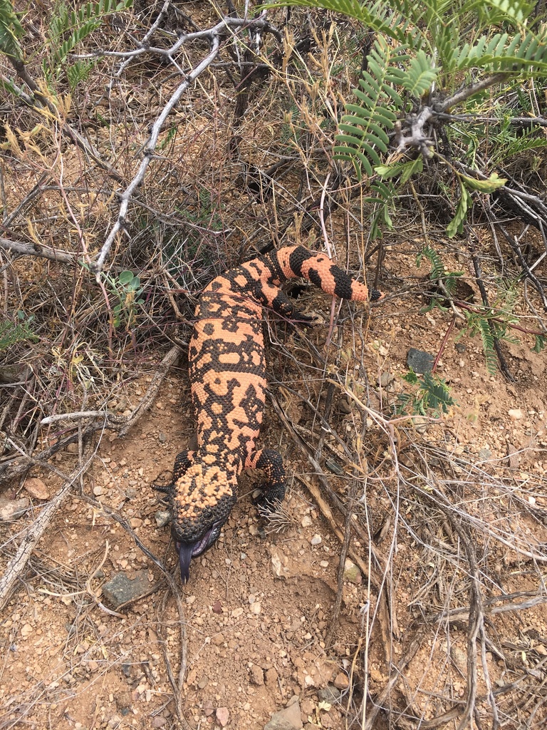 Heloderma suspectum (Gila Monster), California species