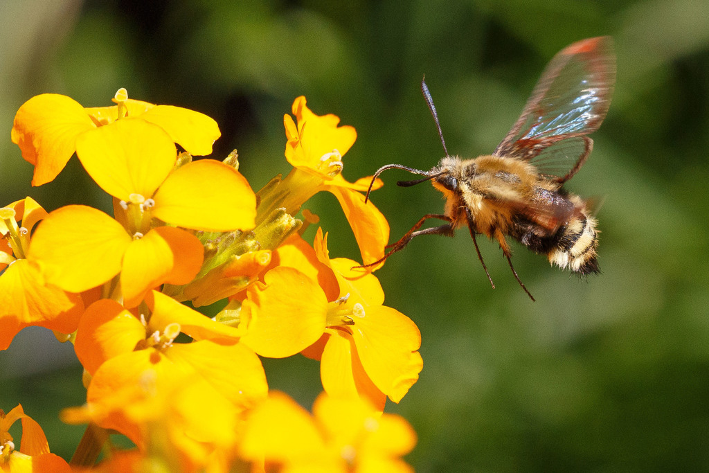 Hemaris thetis, California species