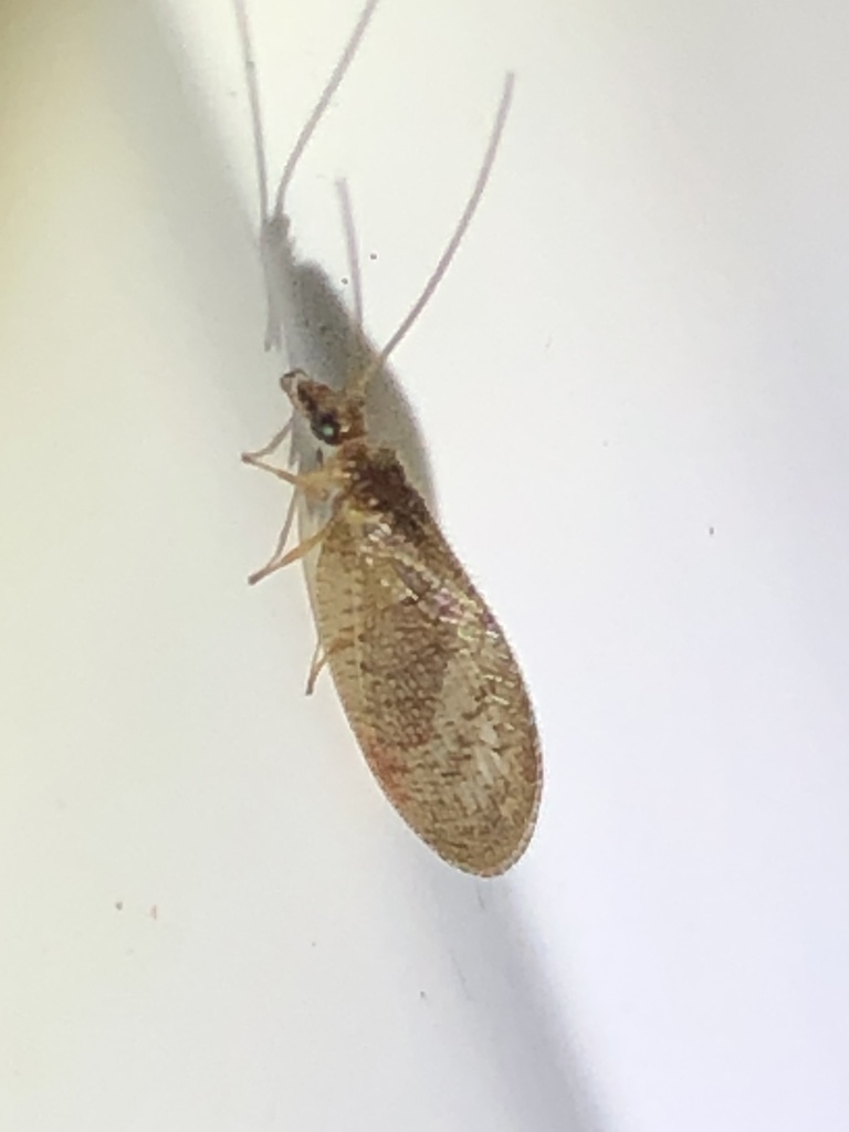 Hemerobius stigma (Brown pine lacewing), California species