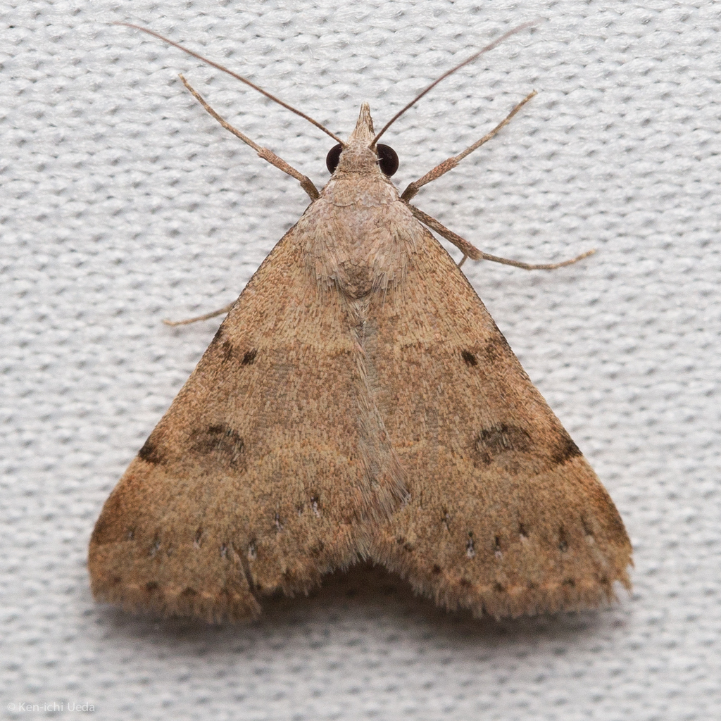 Hemeroplanis historialis, California species