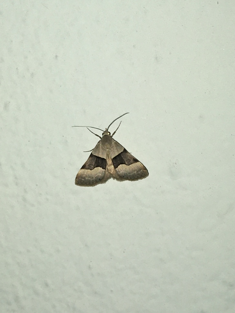Hemeroplanis incusalis, California species