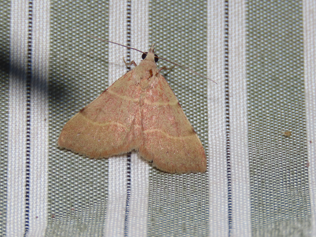 Hemeroplanis rectalis, California species