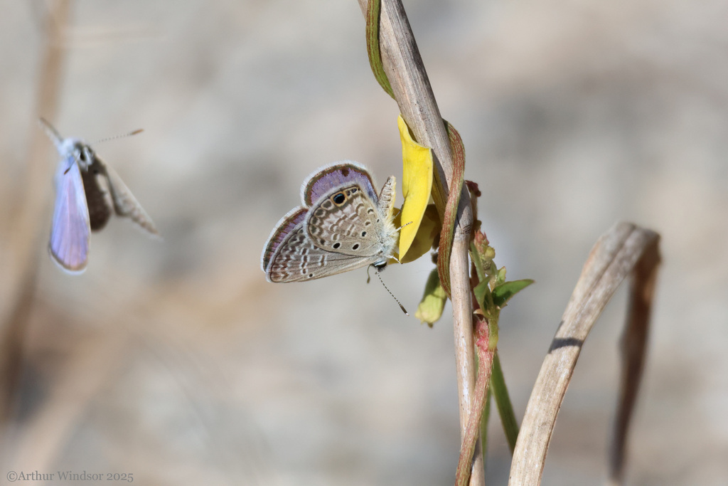 Hemiargus ceraunus (Ceraunus Blue), California species