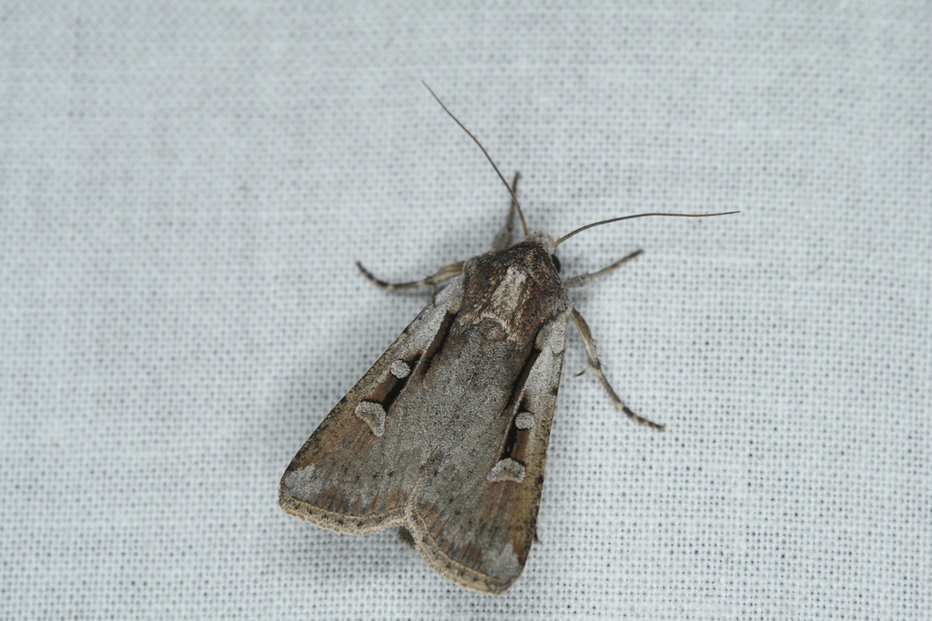 Hemieuxoa rudens, California species