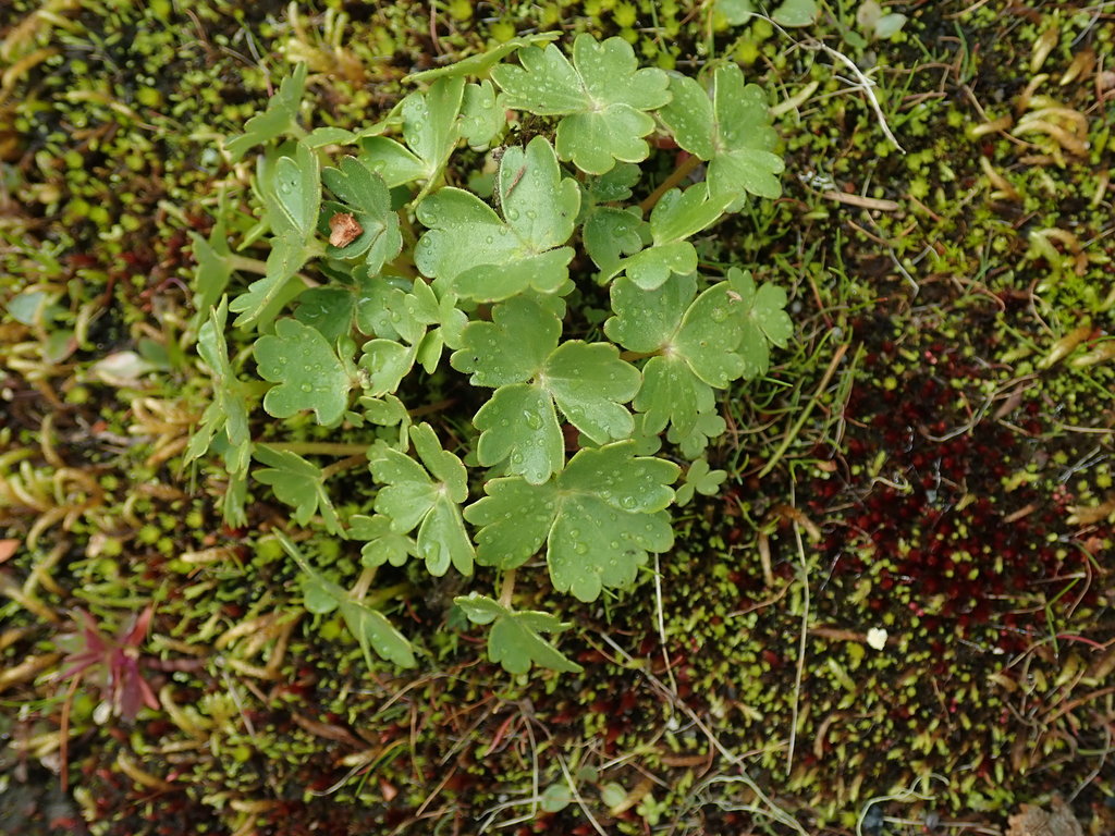 Hemieva ranunculifolia (Buttercup-leaf suksdorfia), native California herb