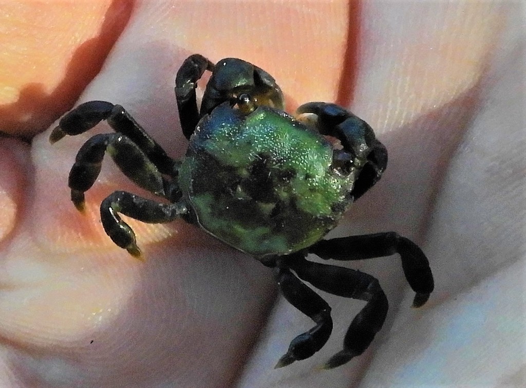 Hemigrapsus nudus (Purple Shore Crab), California species
