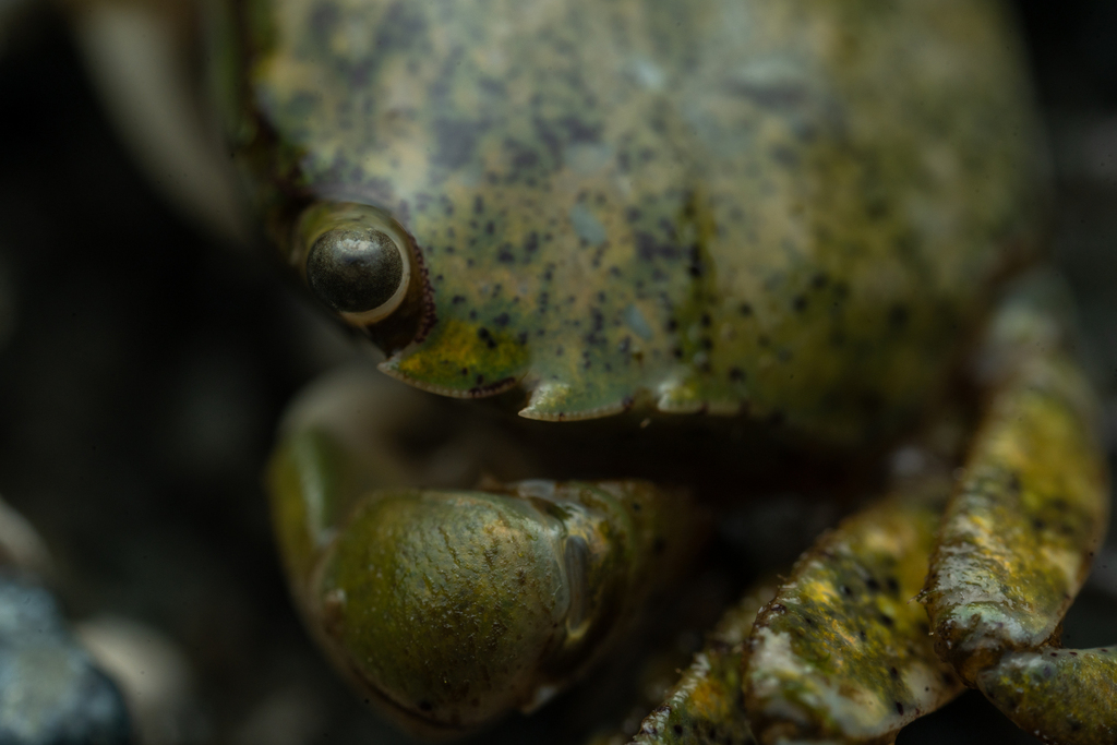 Hemigrapsus oregonensis (Yellow Shore Crab), California species