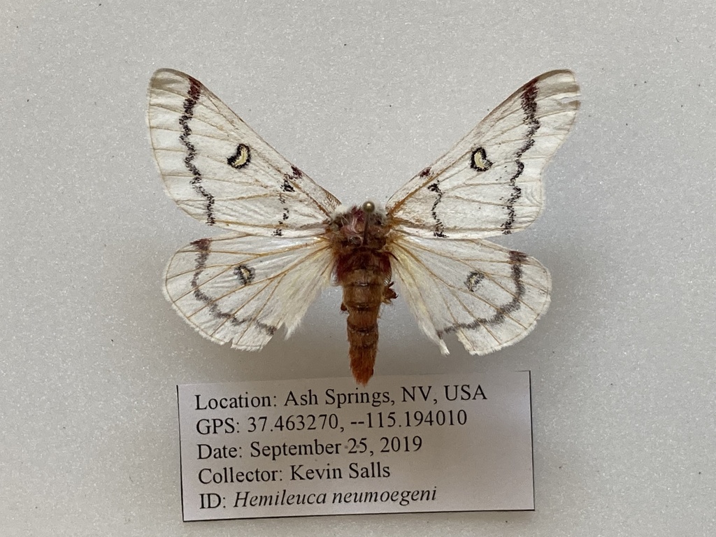 Hemileuca burnsi (Burns' buckmoth), California species