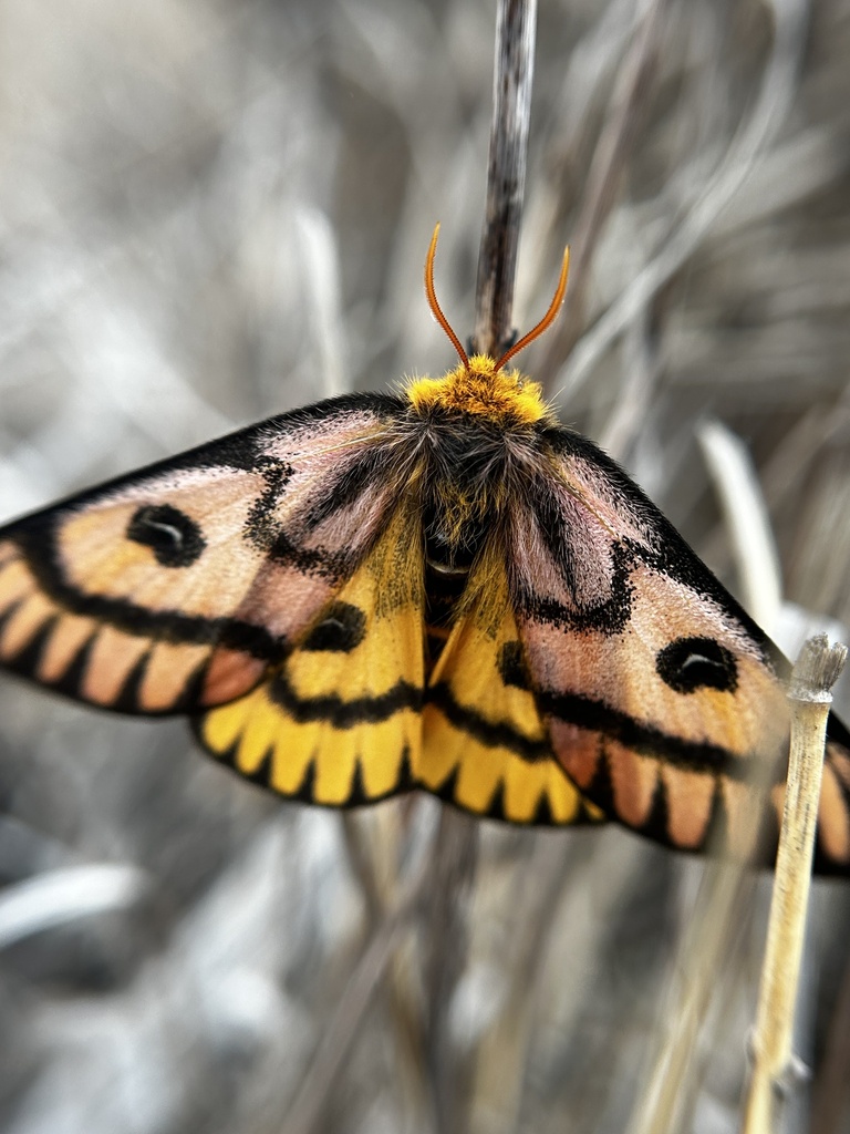 Hemileuca eglanterina (Western sheepmoth), California species
