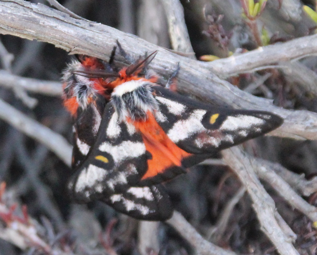Hemileuca electra (Electra buckmoth), California species