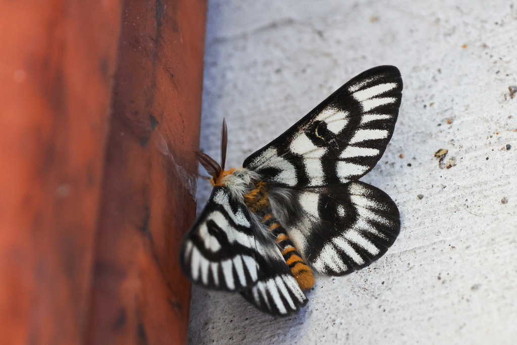 Hemileuca hera (Hera buckmoth), California species