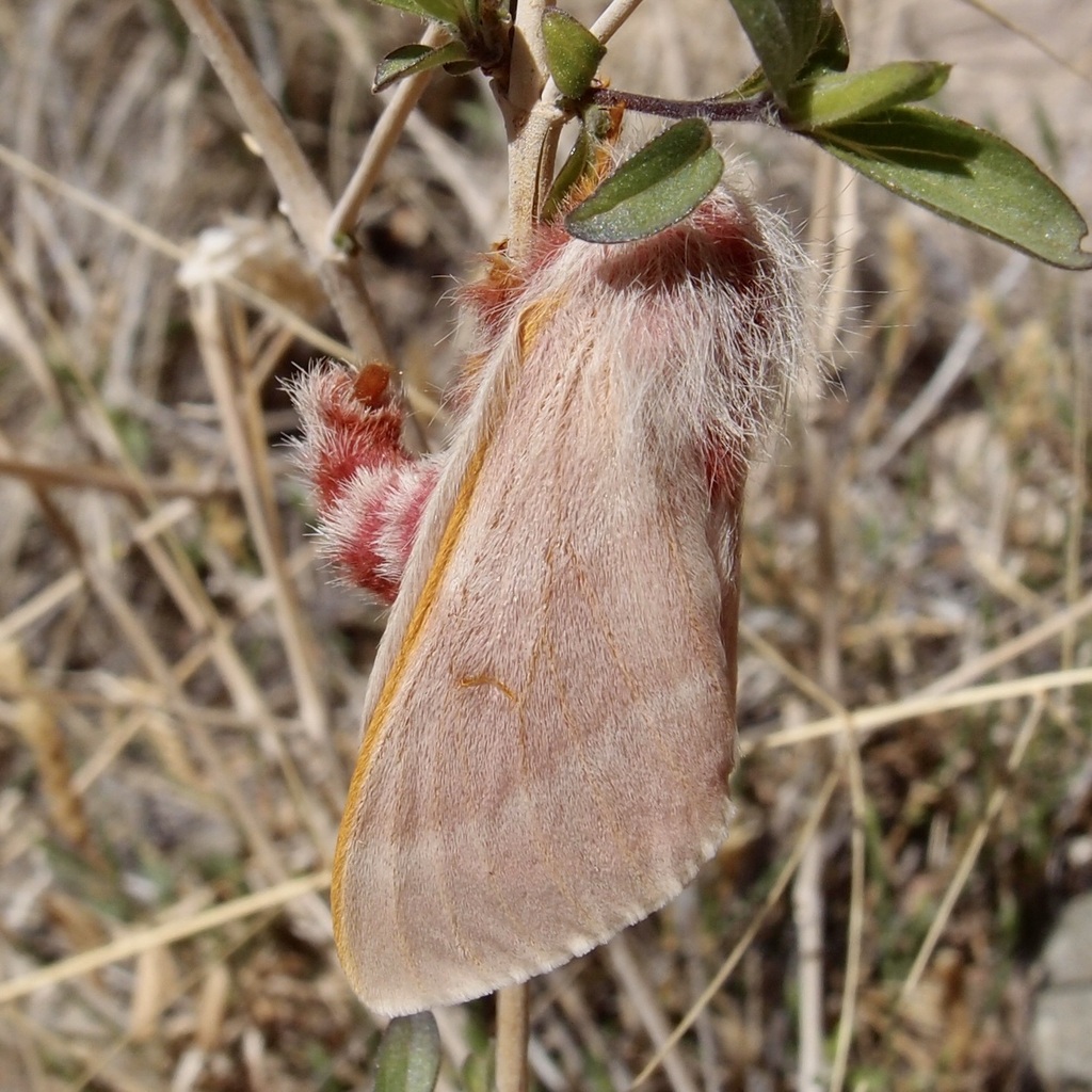 Hemileuca hualapai (Hualapai buckmoth), California species